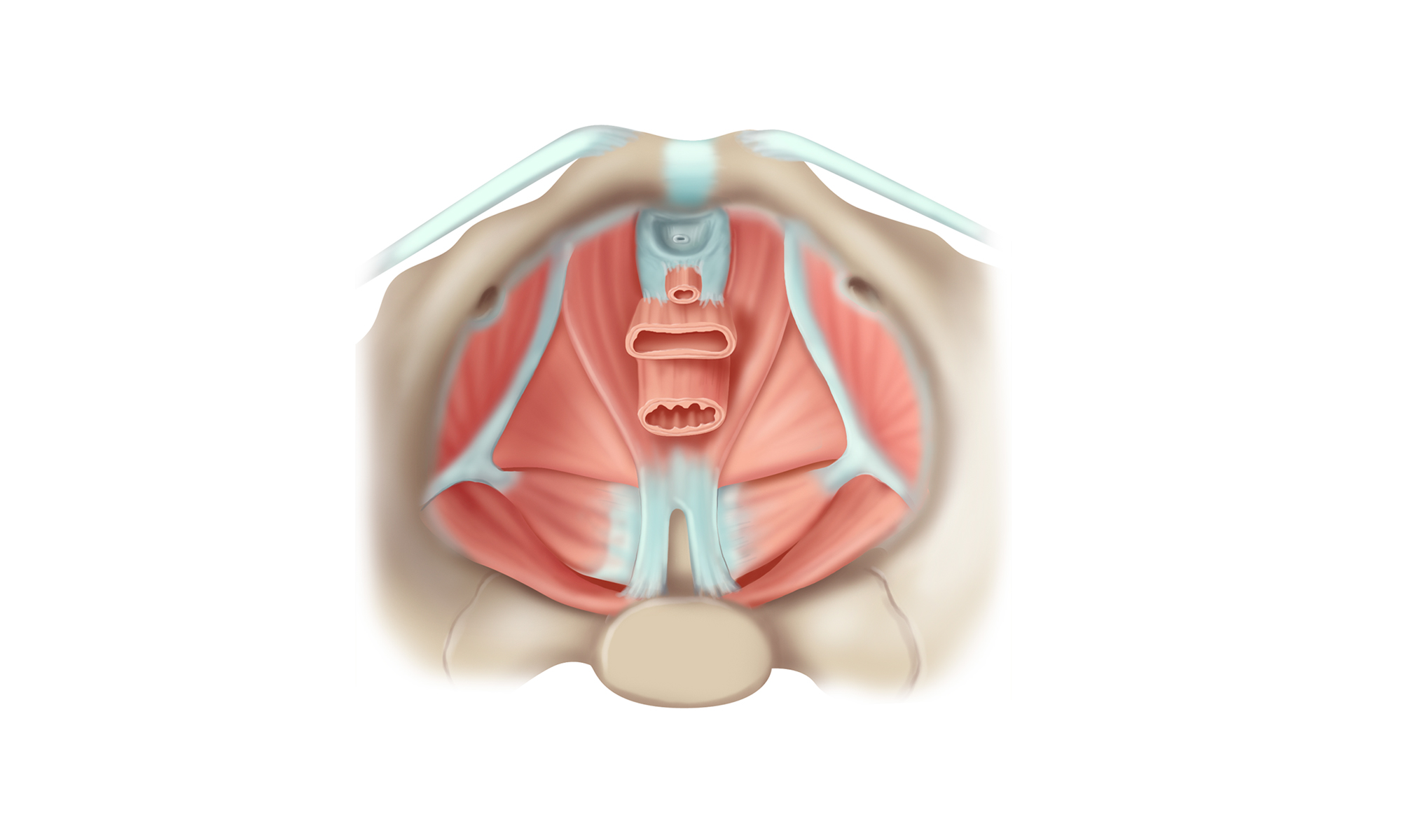Kieser Training Beckenbodenmuskulatur